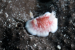 Raja Ampat 2019 - DSC08097_rc - Nudibranch undescribed